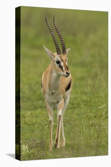 Thompson's Gazelle-Joe McDonald-Premier Image Canvas