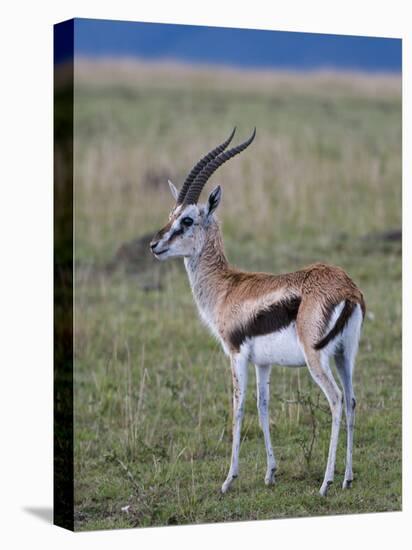 Thomson Gazelle (Gazella Thomsoni), Masai Mara National Reserve, Kenya, East Africa, Africa-Sergio Pitamitz-Premier Image Canvas