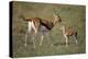 Thomson's Gazelle and Young-DLILLC-Premier Image Canvas