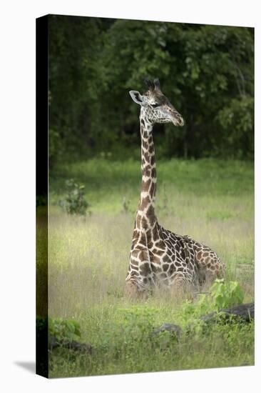 Thornicroft's Giraffe (Giraffa Camelopardalis Thornicrofti)-Janette Hill-Premier Image Canvas