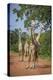 Thornicroft's Giraffe (Giraffa Camelopardalis Thornicrofti)-Janette Hill-Premier Image Canvas