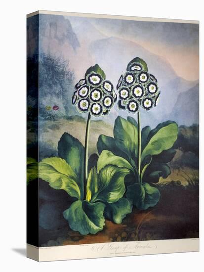 Thornton: Auriculas-Richard Earlom-Premier Image Canvas