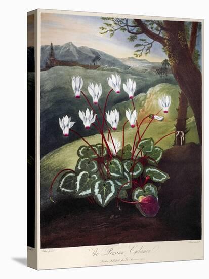 Thornton: Cyclamen-William Elmes-Premier Image Canvas