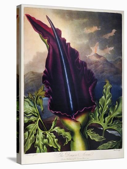 Thornton: Dragon Arum-William Ward-Premier Image Canvas