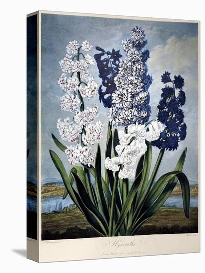 Thornton: Hyacinths-Warner-Premier Image Canvas