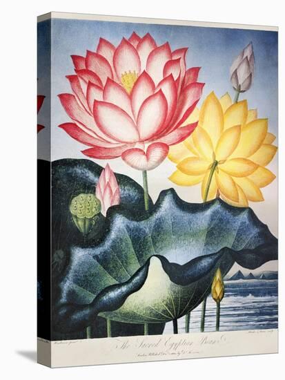 Thornton: Lotus Flower-Thomas Burke-Premier Image Canvas