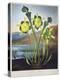Thornton: Pitcher Plant-Richard Cooper the Younger-Premier Image Canvas