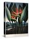 Thornton: Strelitzia-Richard Cooper the Younger-Premier Image Canvas