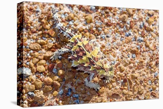 Thorny devil camouflaged, Kalbarri NP, Western Australia-Bert Willaert-Premier Image Canvas