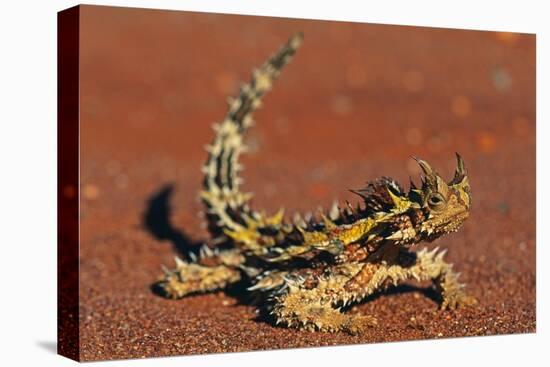 Thorny Devil on Desert Sand-null-Premier Image Canvas