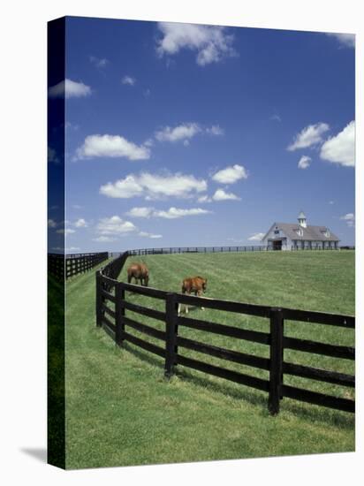 Thoroughbred in the Countryside, Kentucky, USA-Michele Molinari-Premier Image Canvas