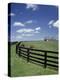 Thoroughbred in the Countryside, Kentucky, USA-Michele Molinari-Premier Image Canvas