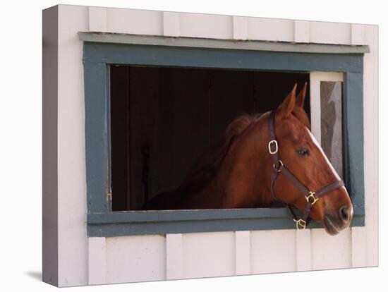 Thoroughbred Race Horse in Horse Barn, Kentucky Horse Park, Lexington, Kentucky, USA-Adam Jones-Premier Image Canvas