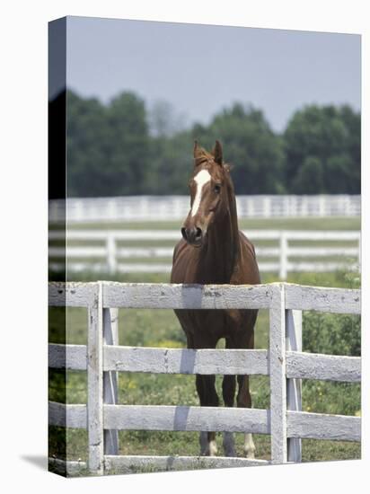Thoroughbred Race Horse, Kentucky Horse Park, Lexington, Kentucky, USA-Adam Jones-Premier Image Canvas