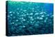 Thousand of Gilt-head bream, Italy, Tyrrhenian Sea-Franco Banfi-Premier Image Canvas