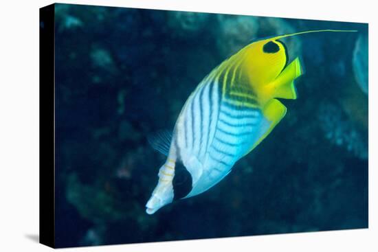 Thread Fin Butterflyfish (Chaetodon Auriga), Usually Seen in Pairs, Queensland, Australia, Pacific-Louise Murray-Premier Image Canvas