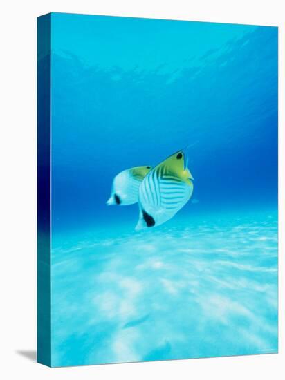 Threadfin Brtterflyfish-null-Premier Image Canvas