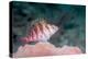 Threadfin hawkfish, Indonesia-Georgette Douwma-Premier Image Canvas