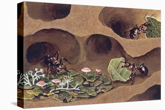 Three Ants in an Anthill-null-Premier Image Canvas