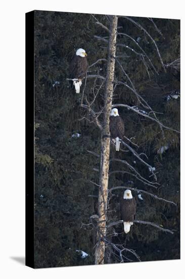 Three Bald Eagle (Haliaeetus Leucocephalus) in an Evergreen Tree-James Hager-Premier Image Canvas