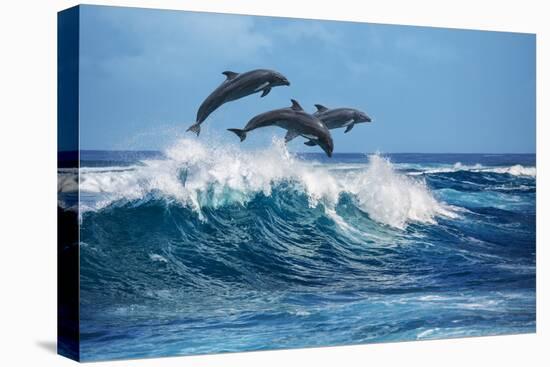 Three Beautiful Dolphins Jumping over Breaking Waves. Hawaii Pacific Ocean Wildlife Scenery. Marine-Willyam Bradberry-Premier Image Canvas