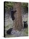 Three Black Bear (Ursus Americanus) Cubs of the Year-James Hager-Premier Image Canvas