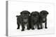 Three Black Pug Puppies (6 Weeks Old)-null-Premier Image Canvas