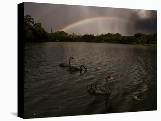 Three Black Swans on a Lake During a Storm in Ibirapuera Park, Sao Paulo, Brazil-Alex Saberi-Premier Image Canvas
