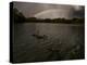 Three Black Swans on a Lake During a Storm in Ibirapuera Park, Sao Paulo, Brazil-Alex Saberi-Premier Image Canvas