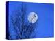 Three Blackbirds on Birch, Full Moon Evening-Ludwig Mallaun-Premier Image Canvas