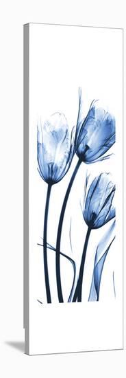 Three Blue Tulips-Albert Koetsier-Stretched Canvas