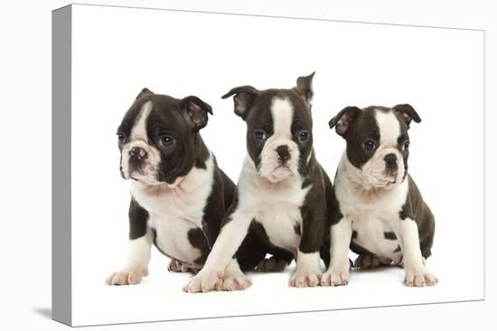 Three Boston Terrier Puppies in Studio-null-Premier Image Canvas