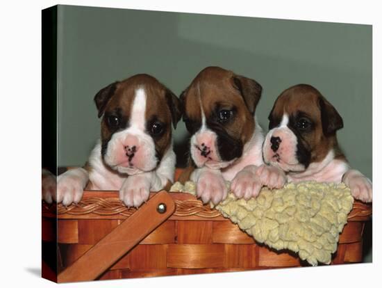 Three Boxer Puppies, USA-Lynn M. Stone-Premier Image Canvas