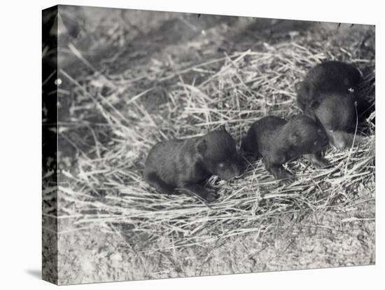 Three Brown and Black Bear Cubs Aged 5 or 6 Weeks at London Zoo, February 1920-Frederick William Bond-Premier Image Canvas