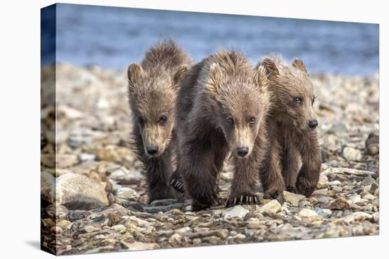 Three brown bear cubs, Alaska-OAG Q Wolfe-Premier Image Canvas