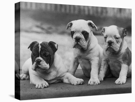 Three Bulldog Puppies Owned by Monkland-Thomas Fall-Premier Image Canvas