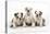 Three Bulldog Puppies, Studio Shot-null-Premier Image Canvas
