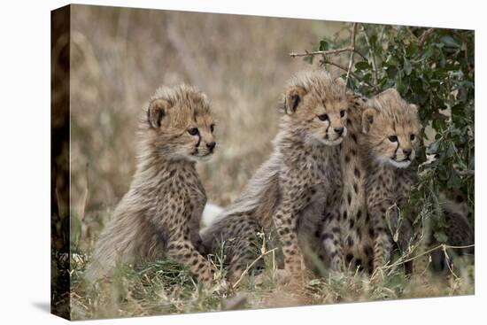 Three Cheetah (Acinonyx Jubatus) Cubs About a Month Old-James Hager-Premier Image Canvas