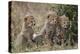 Three Cheetah (Acinonyx Jubatus) Cubs About a Month Old-James Hager-Premier Image Canvas