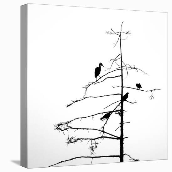 Three Crows and a Heron-Ursula Abresch-Premier Image Canvas