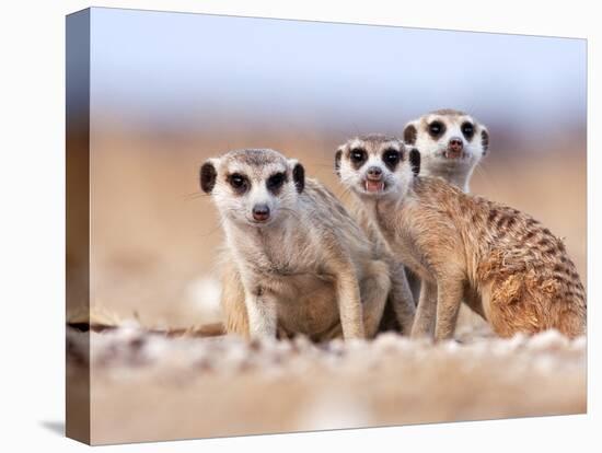 Three Curious Adult Meerkats at the Edge of their Family Den Pose for the Camera.  Botswana.-Karine Aigner-Premier Image Canvas