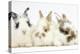 Three Cute Baby Bunnies Sitting Together-Mark Taylor-Premier Image Canvas