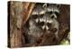 Three Cute Raccoons on a Tree.-L-N-Premier Image Canvas