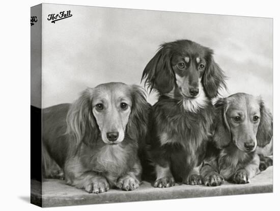 Three Dachshunds Sitting Together from the "Priorsgate" Kennel Owned by Sherer-Thomas Fall-Premier Image Canvas