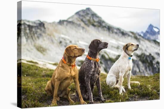 Three Dogs Sit On Top Of A Mountain In North Cascades National Park, Wa-Hannah Dewey-Stretched Canvas