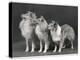 Three Dogs Standing Together-null-Premier Image Canvas