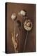 Three Dry Flowers-Treechild-Premier Image Canvas