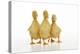 Three Ducklings Stood in a Row-null-Premier Image Canvas