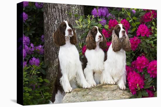 Three English springer spaniels, Connecticut, USA-Lynn M. Stone-Premier Image Canvas