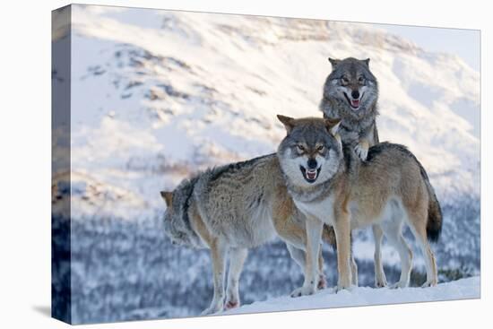 Three European Grey Wolves (Canis Lupus), Captive, Norway, February-Edwin Giesbers-Premier Image Canvas